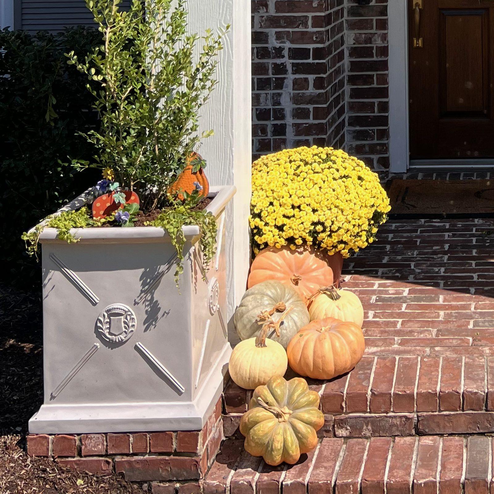 Fall Planter and Mums