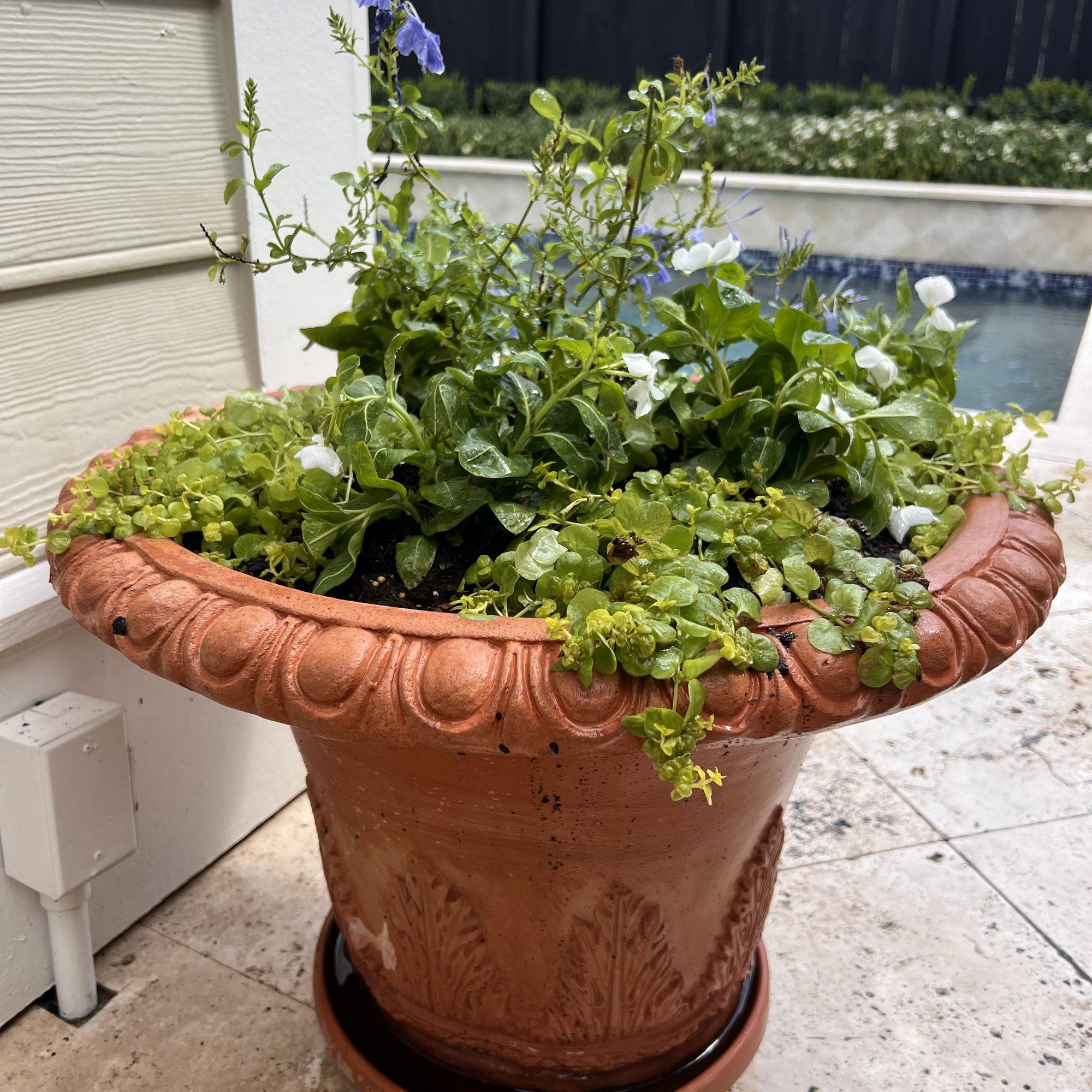 Poolside Planters